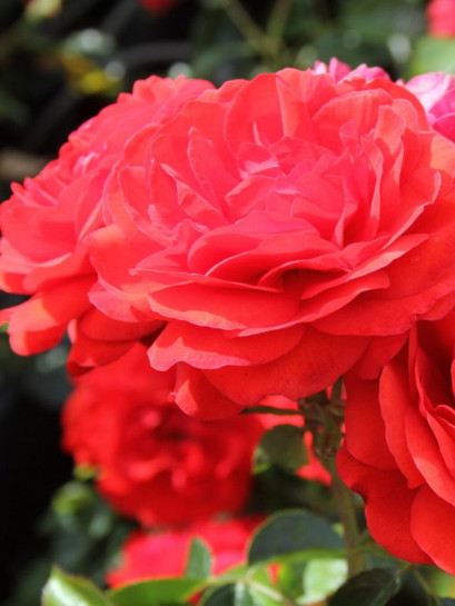 SCARLET BONICA rabatowa  Róża