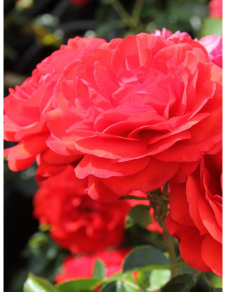 SCARLET BONICA rabatowa  Róża