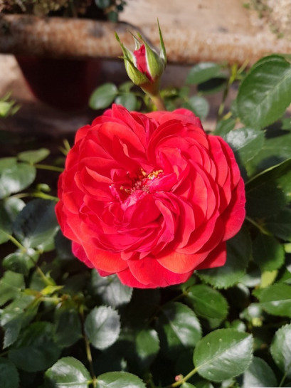 SCARLET BONICA  Róża rabatowa