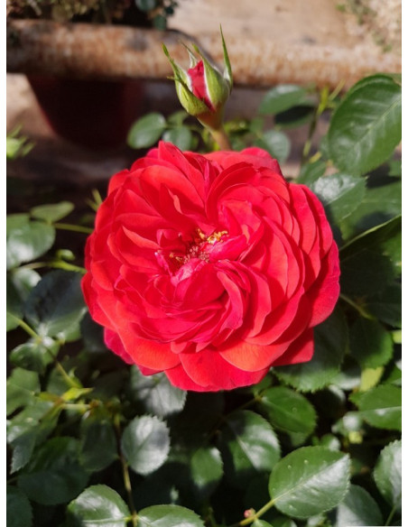 SCARLET BONICA  Róża rabatowa