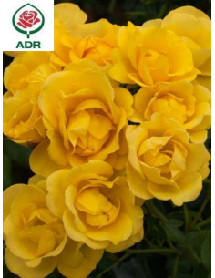 Róża rabatowa RAYON DE SOLEIL