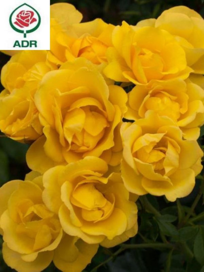 Róża rabatowa RAYON DE SOLEIL