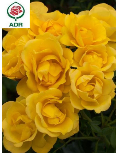 Róża rabatowa RAYON DE SOLEIL