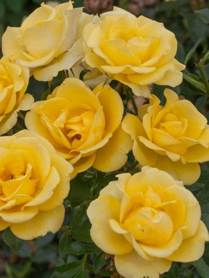 rabatowa Róża RAYON DE SOLEIL