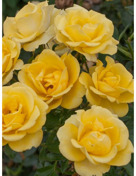 rabatowa Róża RAYON DE SOLEIL