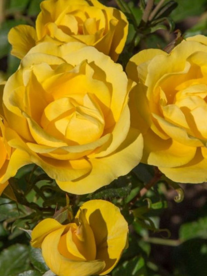 RAYON DE SOLEIL Róża rabatowa