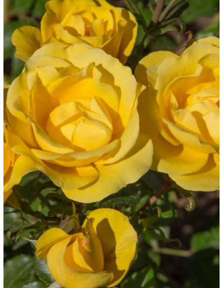 RAYON DE SOLEIL Róża rabatowa