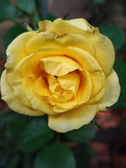 RAYON DE SOLEIL rabatowa Róża