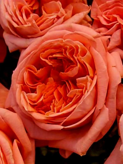 Róża wielkokwiatowa RENE GOSCINNY