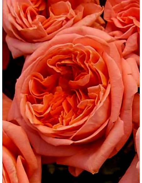 Róża wielkokwiatowa RENE GOSCINNY