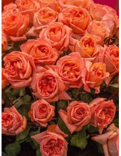 Róża wielkokwiatowa RENE GOSCINNY 2