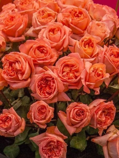 wielkokwiatowa Róża RENE GOSCINNY