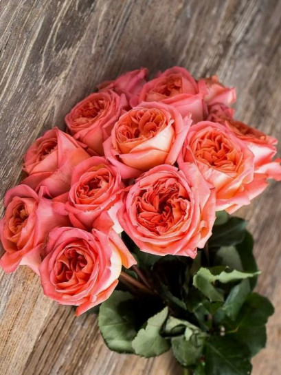 RENE GOSCINNY wielkokwiatowa Róża