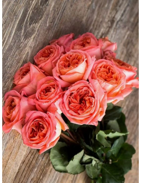 RENE GOSCINNY wielkokwiatowa Róża