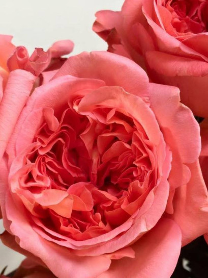 RENE GOSCINNY Róża wielkokwiatowa