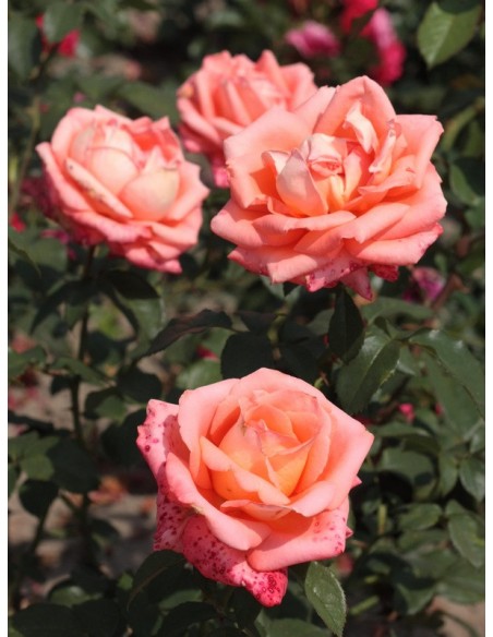 róże herbaciane folklore