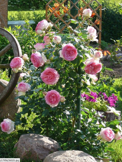 Eden Rose róża parkowa