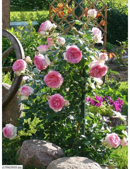 Eden Rose róża parkowa