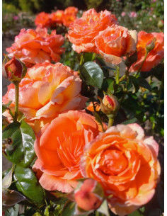 Róża wielkokwiatowa LOUIS DE FUNES