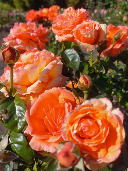 Róża wielkokwiatowa LOUIS DE FUNES