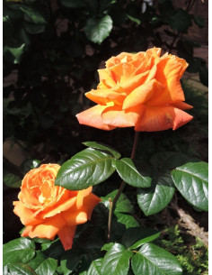 Róża wielkokwiatowa LOUIS DE FUNES 2