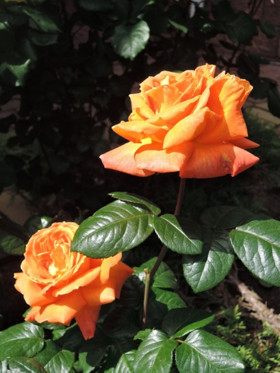 LOUIS DE FUNES Róża wielkokwiatowa