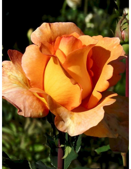 wielkokwiatowa Róża LOUIS DE FUNES