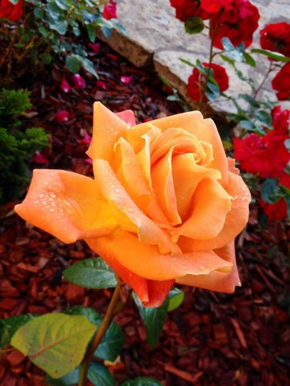 LOUIS DE FUNES wielkokwiatowa Róża