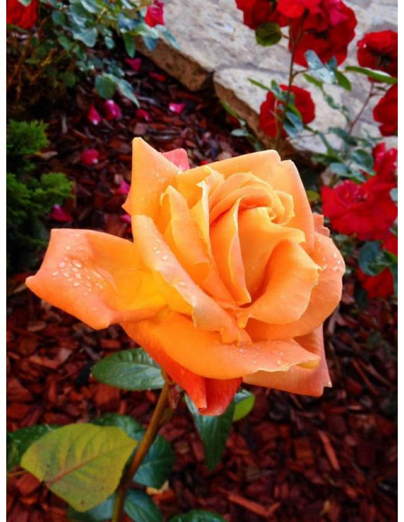 LOUIS DE FUNES wielkokwiatowa Róża