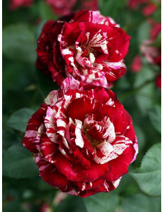 Róża wielkokwiatowa JULIO IGLESIAS