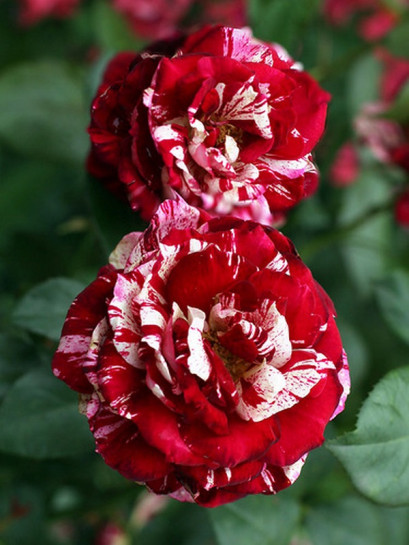 Róża wielkokwiatowa JULIO IGLESIAS