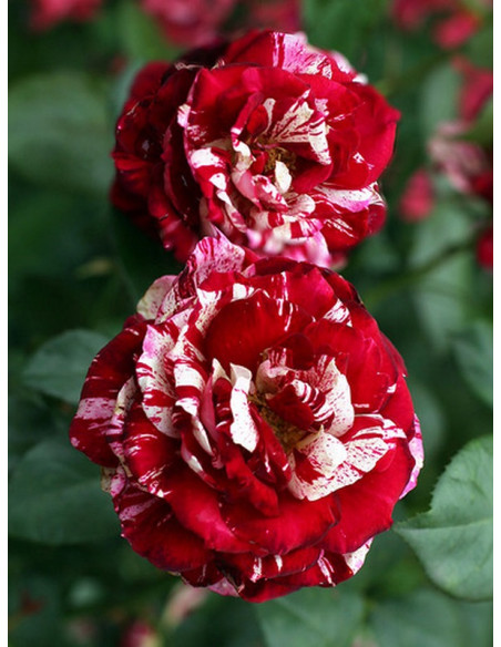 Róża wielkokwiatowa JULIO IGLESIAS