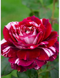 Róża wielkokwiatowa JULIO IGLESIAS 2