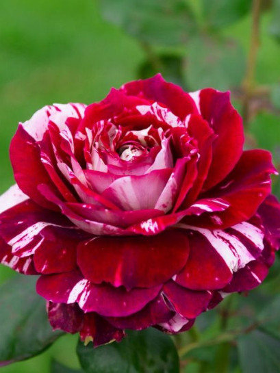 JULIO IGLESIAS wielkokwiatowa Róża