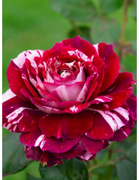 JULIO IGLESIAS wielkokwiatowa Róża