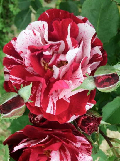 JULIO IGLESIAS Róża wielkokwiatowa