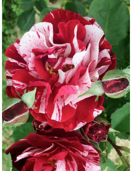 JULIO IGLESIAS Róża wielkokwiatowa