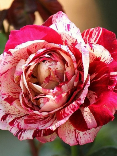 wielkokwiatowa Róża JULIO IGLESIAS