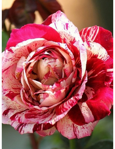 wielkokwiatowa Róża JULIO IGLESIAS