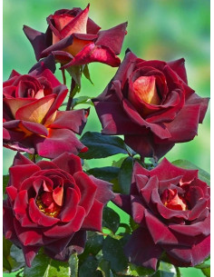 Róża wielkokwiatowa EDDY MITCHELL