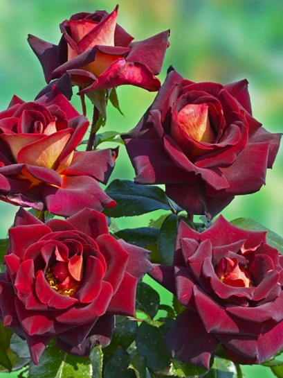 Róża wielkokwiatowa EDDY MITCHELL