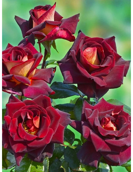 Róża wielkokwiatowa EDDY MITCHELL