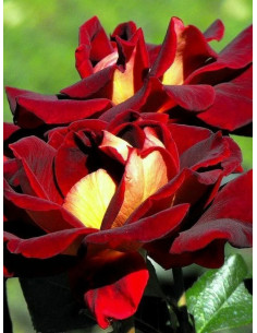 Róża wielkokwiatowa EDDY MITCHELL 2