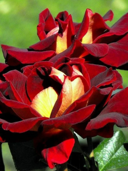 wielkokwiatowa Róża EDDY MITCHELL