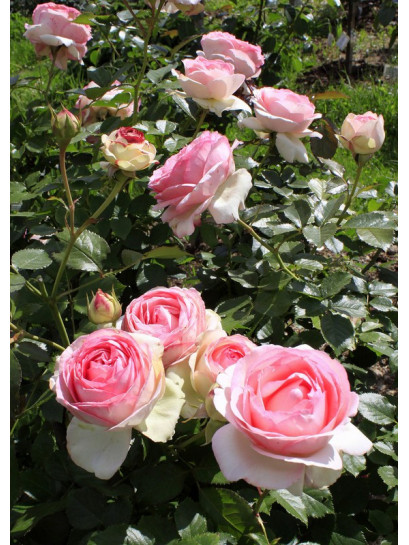 Eden Rose parkowe roze