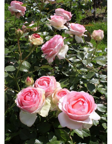 Eden Rose parkowe roze