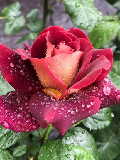 EDDY MITCHELL Róża wielkokwiatowa