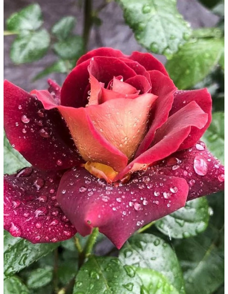 EDDY MITCHELL Róża wielkokwiatowa