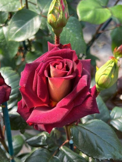 EDDY MITCHELL® róża wielkokwiatowa