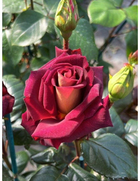 EDDY MITCHELL® róża wielkokwiatowa